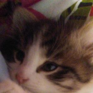 Meet your Posher, Ivy